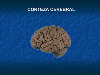 CORTEZA CEREBRAL 