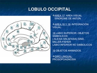 LOBULO OCCIPITAL <ul><li>AREA 17 : AREA VISUAL </li></ul><ul><li>SINDROME DE ANTON </li></ul><ul><li>AREA 18 Y 19 : INTEGR...