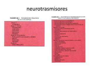 neurotrasmisores
 