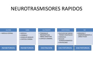 NEUROTRASMISORES RAPIDOS


      GLICINA             GABA               GLUTAMATO            SEROTONINA                NO

• MEDULA ESPINAL   • MEDULA             • TERMINALES          • NUCLEOS RAF MEDIO   • MEMORIA Y
                   • CEREBELO             PRESINAPTICAS         TRONCO ENCEFALICO     COMPORTAMIENTO A
                   • GANGLIOS BASALES     FIBRAS SENSITIVAS   • AMIGDALA              LARGO PLAZO
                   • CORTEZA CEREBAL    • CORTEZA CEREBRAL    • NUCLEO
                                                                SUPRAQUIASMATICO
                                                              • HIPOTALAMO


 INHIBITORIOS       INHIBITORIOS          EXCITACION          EXCITATORIOS          EXCITATORIOS
 