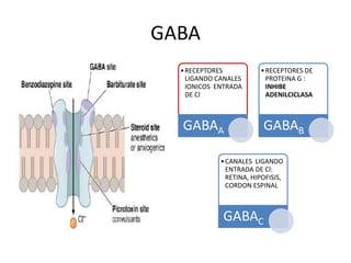 GABA
  • RECEPTORES           • RECEPTORES DE
    LIGANDO CANALES        PROTEINA G :
    IONICOS ENTRADA        INHIBE
    DE Cl                  ADENILCICLASA



  GABAA                   GABAB

             • CANALES LIGANDO
               ENTRADA DE Cl:
               RETINA, HIPOFISIS,
               CORDON ESPINAL



             GABAC
 