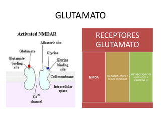 GLUTAMATO
       RECEPTORES
       GLUTAMATO


                               METABOTROPICOS
            NO NMDA: AMPA Y
     NMDA    ACIDO KAINICICO
                                ASOCIADOS A
                                 PROTEINA G
 