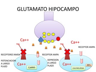 GLUTAMATO HIPOCAMPO




                    Ca++
               Mg                               Mg
                                                     Ca++
                                                              RECEPTOR AMPA


RECEPTORES NMDA                 RECEPTOR AMPA

POTENCIACION                        DEPRESION
                                    A LARGO
A LARGO
PLAZO
               Ca++                 PLAZO        Ca++                  PP1
                       CaMKII                           CALCINEURINA
 