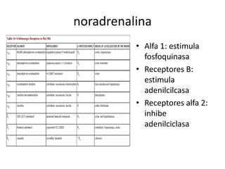 noradrenalina
          • Alfa 1: estimula
            fosfoquinasa
          • Receptores B:
            estimula
            adenilcilcasa
          • Receptores alfa 2:
            inhibe
            adenilciclasa
 