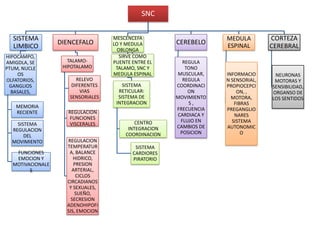 SNC


  SISTEMA                          MESCENCEFA                      MEDULA         CORTEZA
                  DIENCEFALO       LO Y MEDULA        CEREBELO     ESPINAL
  LIMBICO                            OBLONGA
                                                                                  CEREBRAL
HIPOCAMPO,                            SIRVE COMO
AMIGDLA, SE          TALAMO-       PUENTE ENTRE EL      REGULA
PTUM, NUCLE        HIPOTALAMO       TALAMO, SNC Y        TONO
    OS                             MEDULA ESPINAL     MUSCULAR,    INFORMACIO      NEURONAS
OLFATORIOS,             RELEVO                          REGULA     N SENSORIAL,    MOTORAS Y
 GANGLIOS             DIFERENTES       SISTEMA        COORDINACI   PROPIOCEPCI    SENSIBILIDAD,
  BASALES,               VIAS        RETICULAR:           ON           ON, ,      ORGANSO DE
                     SENSORIALES     SISTEMA DE       MOVIMIENTO     MOTORA,      LOS SENTIDOS
                                    INTEGRACION           S,          FIBRAS
   MEMORIA                                            FRECUENCIA   PREGANGLIO
   RECIENTE          REGULACION
                                                      CARDIACA Y      NARES
                      FUNCIONES
                                           CENTRO      FLUJO EN      SISTEMA
    SISTEMA           VISCERALES
                                        INTEGRACION   CAMBIOS DE   AUTONOMIC
  REGULACION                                           POSICION
                                       COORDINACION                      O
       DEL
  MOVIMIENTO        REGULACION
                    TEMPERATUR             SISTEMA
   FUNCIONES         A, BALANCE           CARDIORES
   EMOCION Y           HIDRICO,           PIRATORIO
  MOTIVACIONALE        PRESION
        S             ARTERIAL,
                        CICLOS
                    CIRCADIANOS
                     Y SEXUALES,
                        SUEÑO,
                      SECRESION
                    ADENOHIPOFI
                    SIS, EMOCION
 