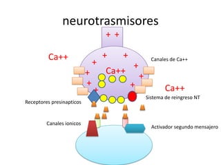 neurotrasmisores
                                   ++

         Ca++                      +    +             Canales de Ca++
                               +            +
                           +       Ca++
                                                +
                           +                +
                               +                            Ca++
                                                    Sistema de reingreso NT
Receptores presinapticos


         Canales ionicos
                                                      Activador segundo mensajero
 