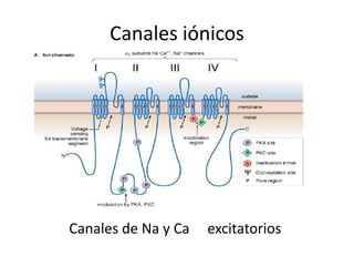 Canales iónicos




Canales de Na y Ca   excitatorios
 