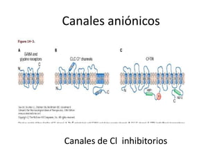 Canales aniónicos




Canales de Cl inhibitorios
 