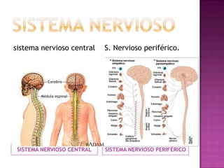 sistema nervioso central    S. Nervioso periférico.




 SISTEMA NERVIOSO CENTRAL   SISTEMA NERVIOSO PERIFÉRICO
 