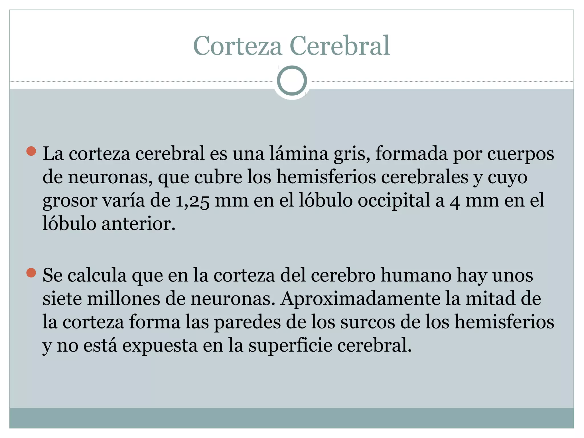 Corteza Cerebral
La corteza cerebral es una lámina gris, formada por cuerpos
de neuronas, que cubre los hemisferios cerebrales y cuyo
grosor varía de 1,25 mm en el lóbulo occipital a 4 mm en el
lóbulo anterior.
Se calcula que en la corteza del cerebro humano hay unos
siete millones de neuronas. Aproximadamente la mitad de
la corteza forma las paredes de los surcos de los hemisferios
y no está expuesta en la superficie cerebral.
 