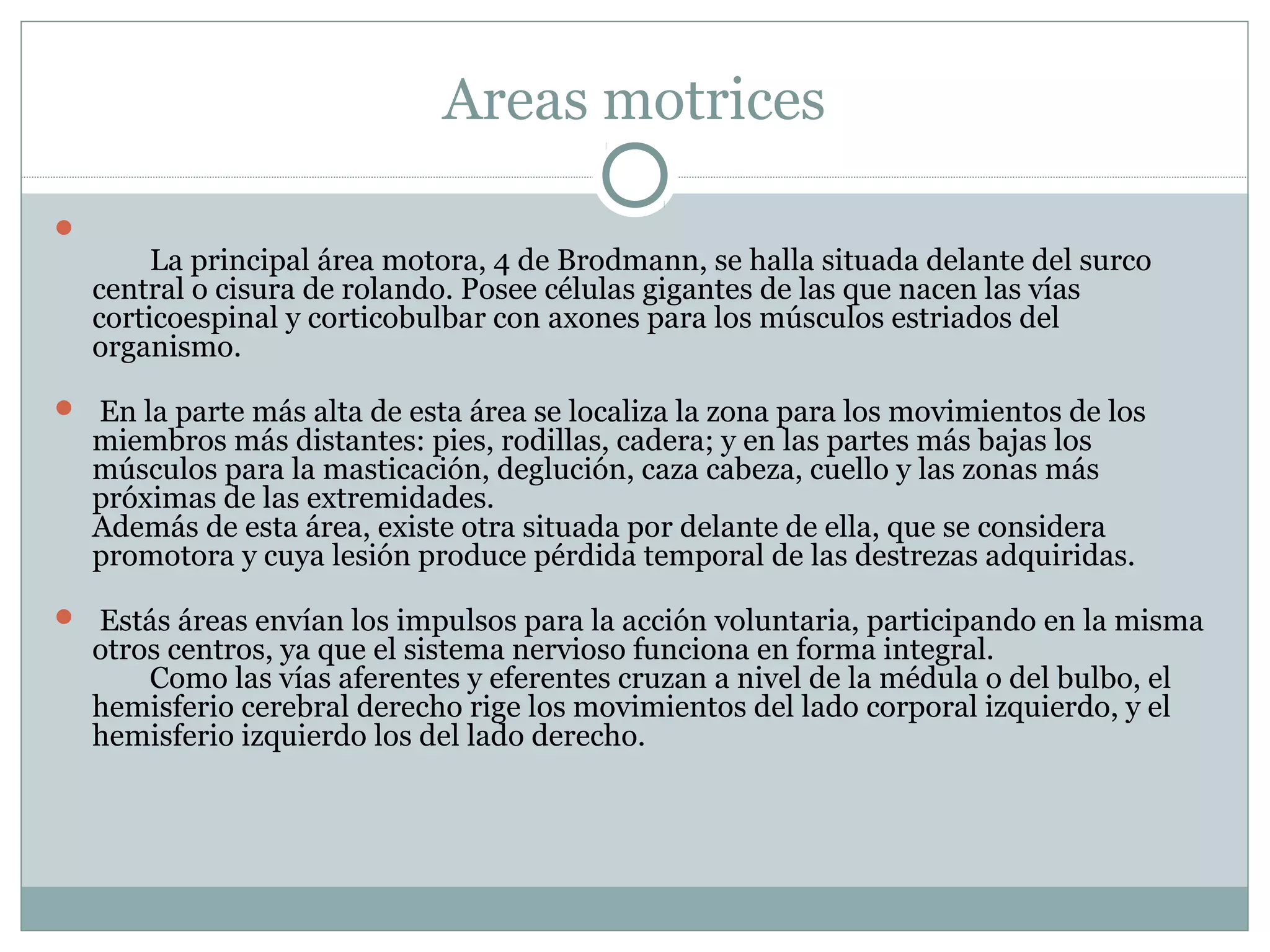 Areas motrices

La principal área motora, 4 de Brodmann, se halla situada delante del surco
central o cisura de rolando. Posee células gigantes de las que nacen las vías
corticoespinal y corticobulbar con axones para los músculos estriados del
organismo.
 En la parte más alta de esta área se localiza la zona para los movimientos de los
miembros más distantes: pies, rodillas, cadera; y en las partes más bajas los
músculos para la masticación, deglución, caza cabeza, cuello y las zonas más
próximas de las extremidades.
Además de esta área, existe otra situada por delante de ella, que se considera
promotora y cuya lesión produce pérdida temporal de las destrezas adquiridas.
 Estás áreas envían los impulsos para la acción voluntaria, participando en la misma
otros centros, ya que el sistema nervioso funciona en forma integral.
Como las vías aferentes y eferentes cruzan a nivel de la médula o del bulbo, el
hemisferio cerebral derecho rige los movimientos del lado corporal izquierdo, y el
hemisferio izquierdo los del lado derecho.
 