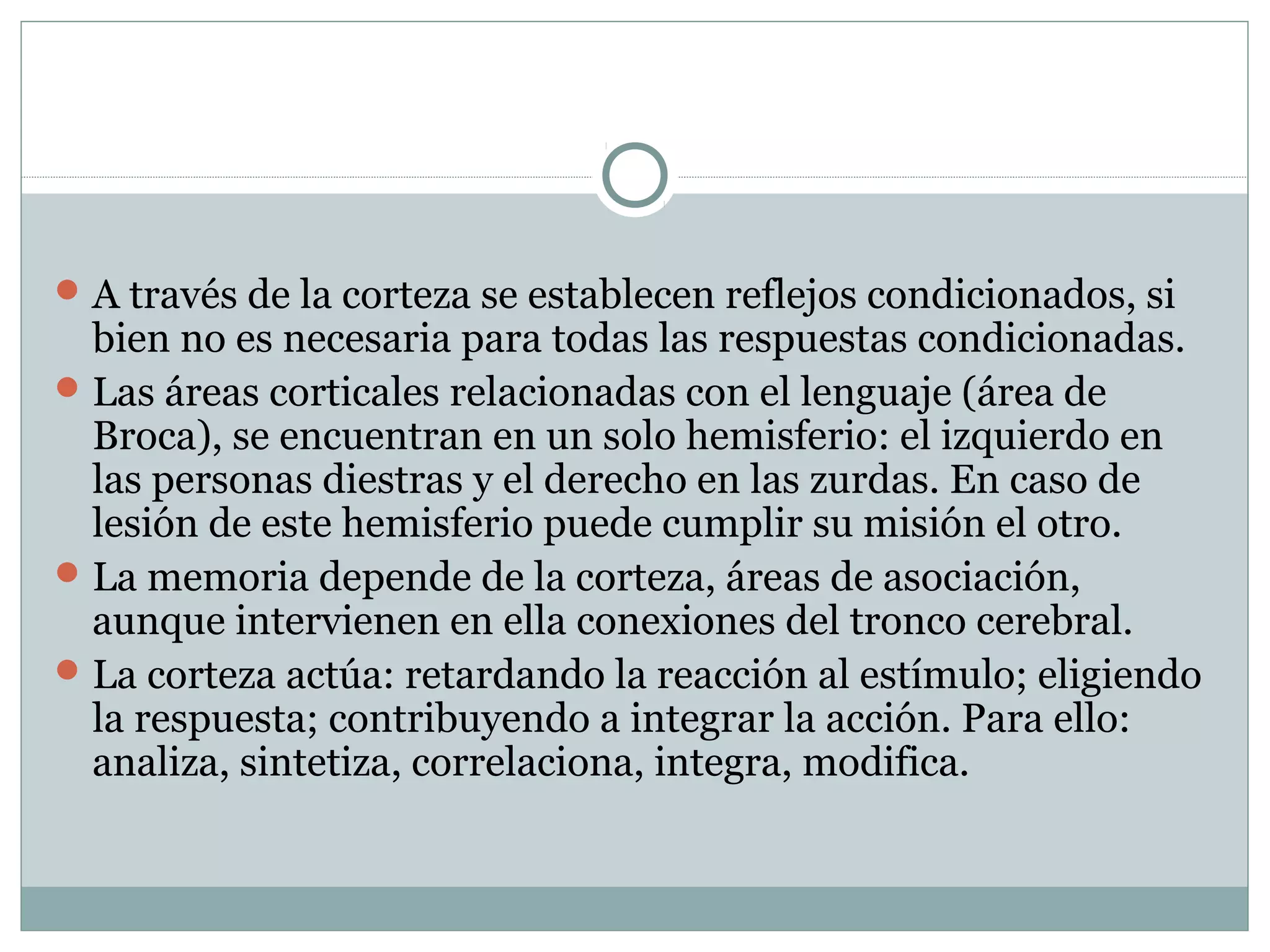 A través de la corteza se establecen reflejos condicionados, si
bien no es necesaria para todas las respuestas condicionadas.
Las áreas corticales relacionadas con el lenguaje (área de
Broca), se encuentran en un solo hemisferio: el izquierdo en
las personas diestras y el derecho en las zurdas. En caso de
lesión de este hemisferio puede cumplir su misión el otro.
La memoria depende de la corteza, áreas de asociación,
aunque intervienen en ella conexiones del tronco cerebral.
La corteza actúa: retardando la reacción al estímulo; eligiendo
la respuesta; contribuyendo a integrar la acción. Para ello:
analiza, sintetiza, correlaciona, integra, modifica.
 