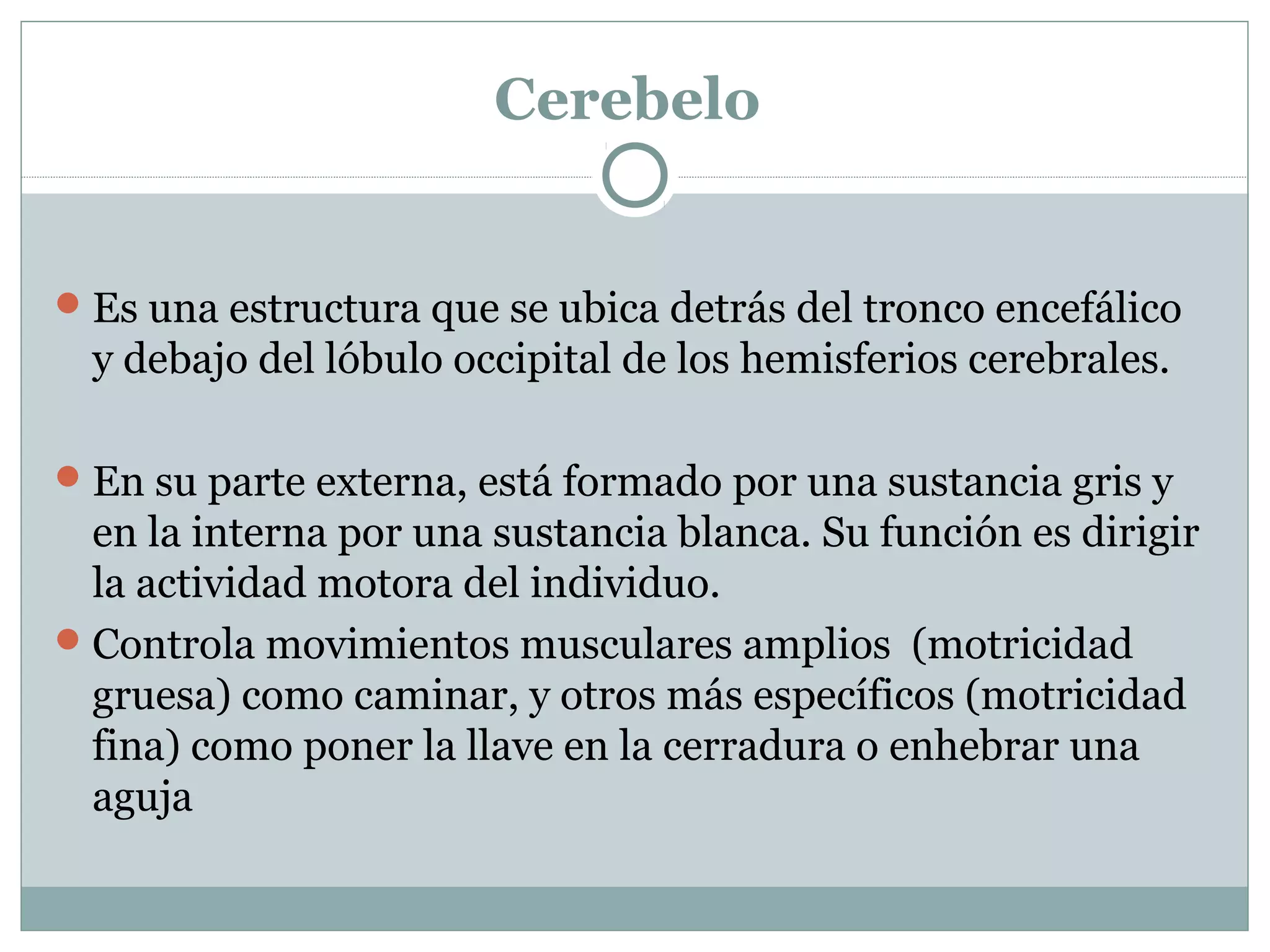 Cerebelo
Es una estructura que se ubica detrás del tronco encefálico
y debajo del lóbulo occipital de los hemisferios cerebrales.
En su parte externa, está formado por una sustancia gris y
en la interna por una sustancia blanca. Su función es dirigir
la actividad motora del individuo.
Controla movimientos musculares amplios (motricidad
gruesa) como caminar, y otros más específicos (motricidad
fina) como poner la llave en la cerradura o enhebrar una
aguja
 