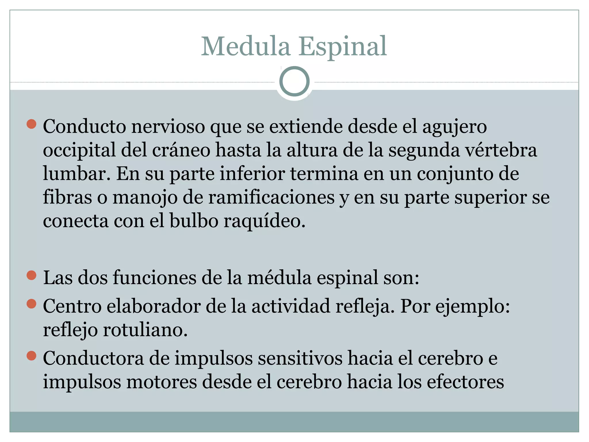 Medula Espinal
Conducto nervioso que se extiende desde el agujero
occipital del cráneo hasta la altura de la segunda vértebra
lumbar. En su parte inferior termina en un conjunto de
fibras o manojo de ramificaciones y en su parte superior se
conecta con el bulbo raquídeo.
Las dos funciones de la médula espinal son:
Centro elaborador de la actividad refleja. Por ejemplo:
reflejo rotuliano.
Conductora de impulsos sensitivos hacia el cerebro e
impulsos motores desde el cerebro hacia los efectores
 