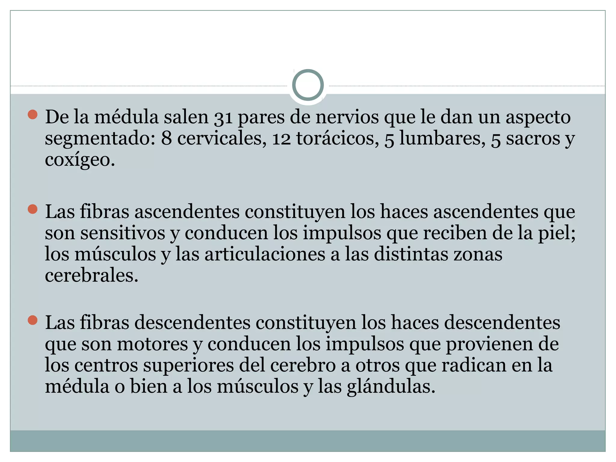 De la médula salen 31 pares de nervios que le dan un aspecto
segmentado: 8 cervicales, 12 torácicos, 5 lumbares, 5 sacros y
coxígeo.
Las fibras ascendentes constituyen los haces ascendentes que
son sensitivos y conducen los impulsos que reciben de la piel;
los músculos y las articulaciones a las distintas zonas
cerebrales.
Las fibras descendentes constituyen los haces descendentes
que son motores y conducen los impulsos que provienen de
los centros superiores del cerebro a otros que radican en la
médula o bien a los músculos y las glándulas.
 