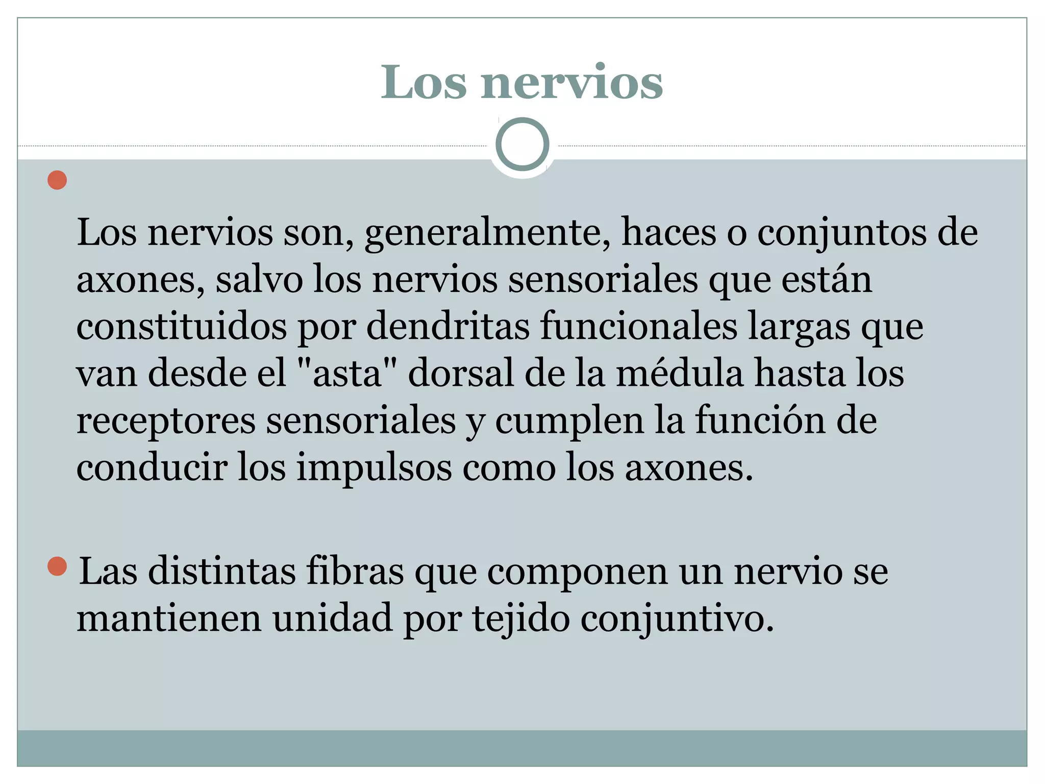 Los nervios

Los nervios son, generalmente, haces o conjuntos de
axones, salvo los nervios sensoriales que están
constituidos por dendritas funcionales largas que
van desde el "asta" dorsal de la médula hasta los
receptores sensoriales y cumplen la función de
conducir los impulsos como los axones.
Las distintas fibras que componen un nervio se
mantienen unidad por tejido conjuntivo.
 