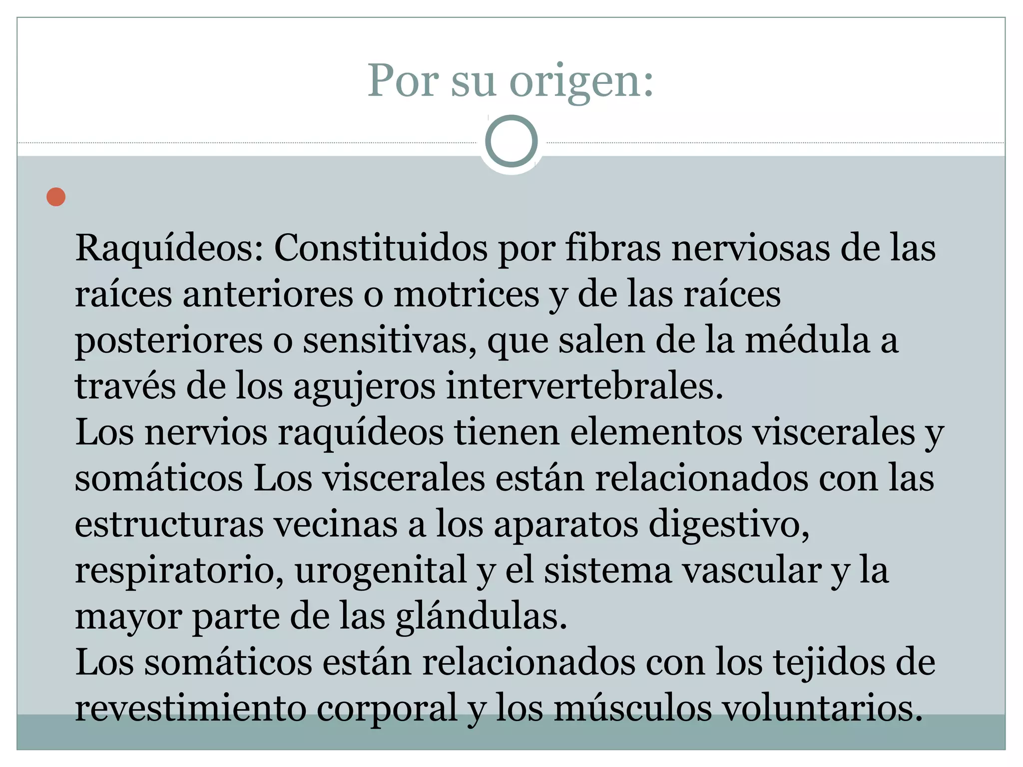Por su origen:

Raquídeos: Constituidos por fibras nerviosas de las
raíces anteriores o motrices y de las raíces
posteriores o sensitivas, que salen de la médula a
través de los agujeros intervertebrales.
Los nervios raquídeos tienen elementos viscerales y
somáticos Los viscerales están relacionados con las
estructuras vecinas a los aparatos digestivo,
respiratorio, urogenital y el sistema vascular y la
mayor parte de las glándulas.
Los somáticos están relacionados con los tejidos de
revestimiento corporal y los músculos voluntarios.
 