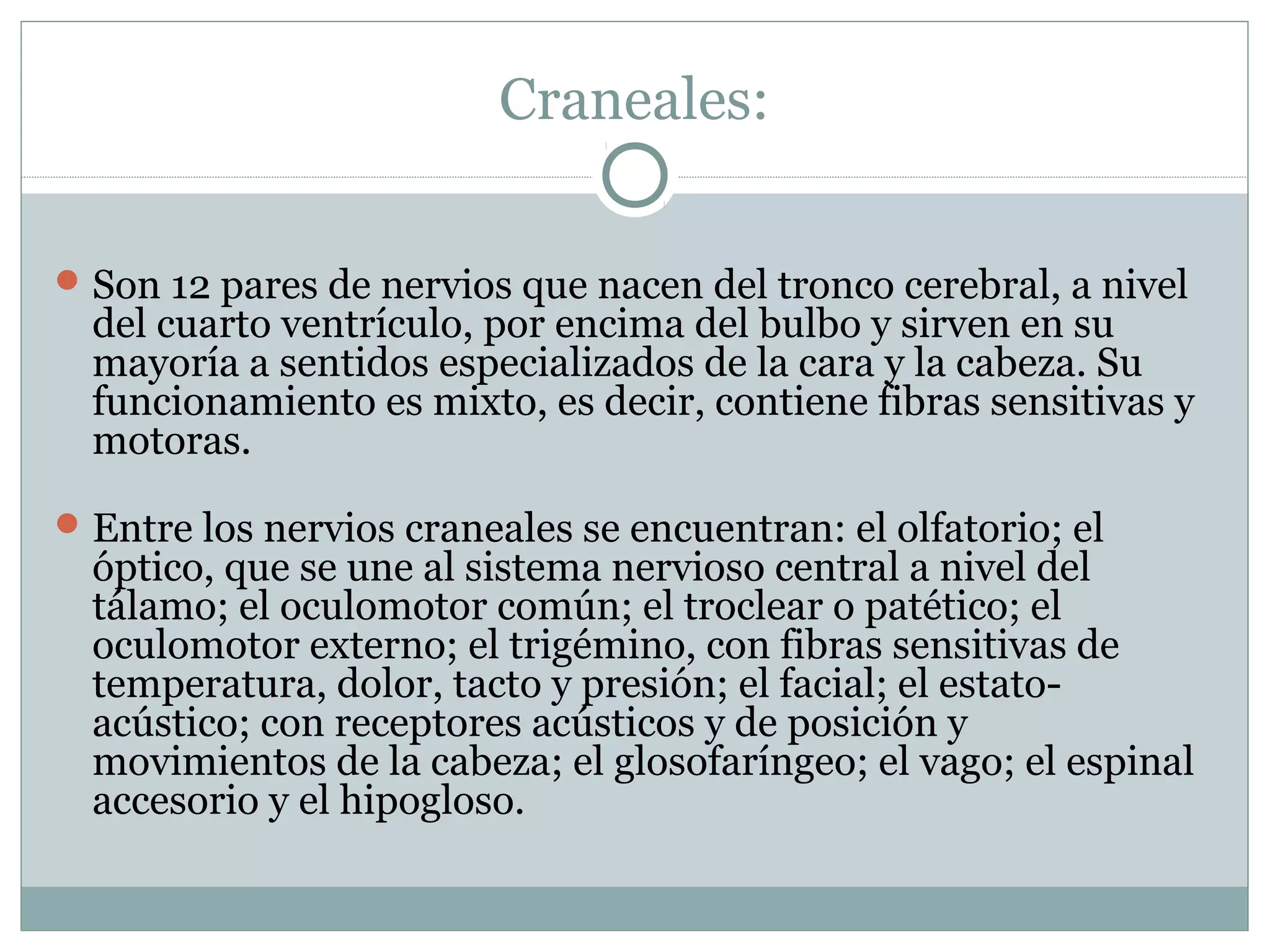Craneales:
Son 12 pares de nervios que nacen del tronco cerebral, a nivel
del cuarto ventrículo, por encima del bulbo y sirven en su
mayoría a sentidos especializados de la cara y la cabeza. Su
funcionamiento es mixto, es decir, contiene fibras sensitivas y
motoras.
Entre los nervios craneales se encuentran: el olfatorio; el
óptico, que se une al sistema nervioso central a nivel del
tálamo; el oculomotor común; el troclear o patético; el
oculomotor externo; el trigémino, con fibras sensitivas de
temperatura, dolor, tacto y presión; el facial; el estato-
acústico; con receptores acústicos y de posición y
movimientos de la cabeza; el glosofaríngeo; el vago; el espinal
accesorio y el hipogloso.
 