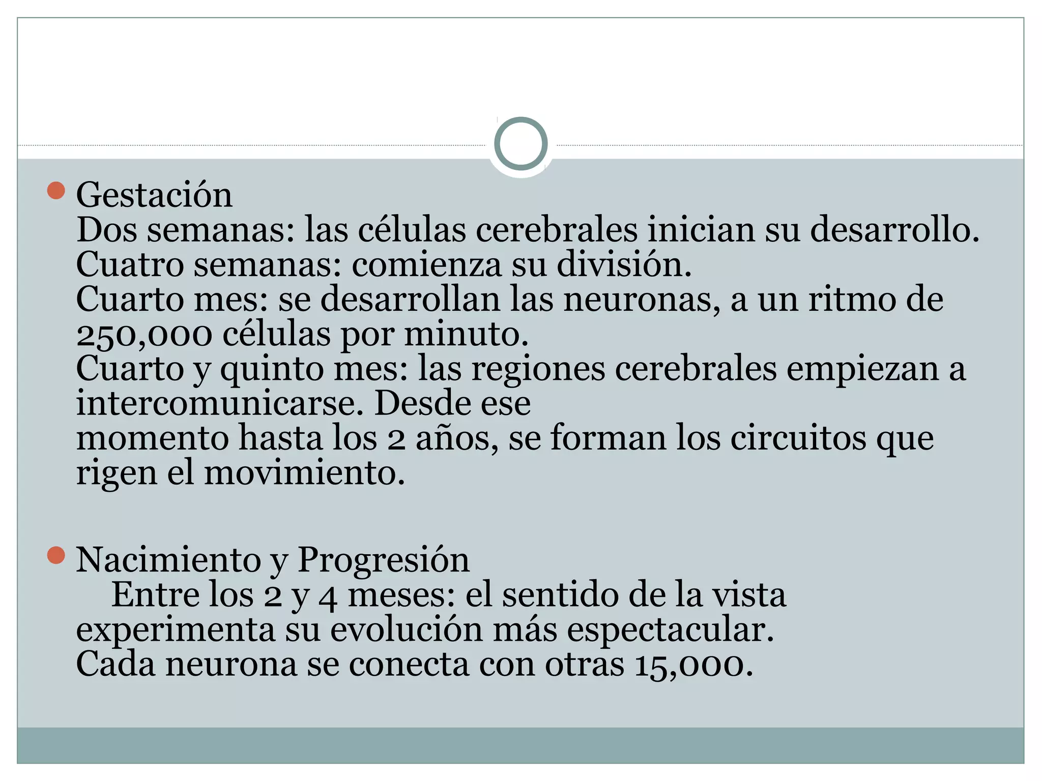 Gestación
Dos semanas: las células cerebrales inician su desarrollo.
Cuatro semanas: comienza su división.
Cuarto mes: se desarrollan las neuronas, a un ritmo de
250,000 células por minuto.
Cuarto y quinto mes: las regiones cerebrales empiezan a
intercomunicarse. Desde ese
momento hasta los 2 años, se forman los circuitos que
rigen el movimiento.
Nacimiento y Progresión
Entre los 2 y 4 meses: el sentido de la vista
experimenta su evolución más espectacular.
Cada neurona se conecta con otras 15,000.
 