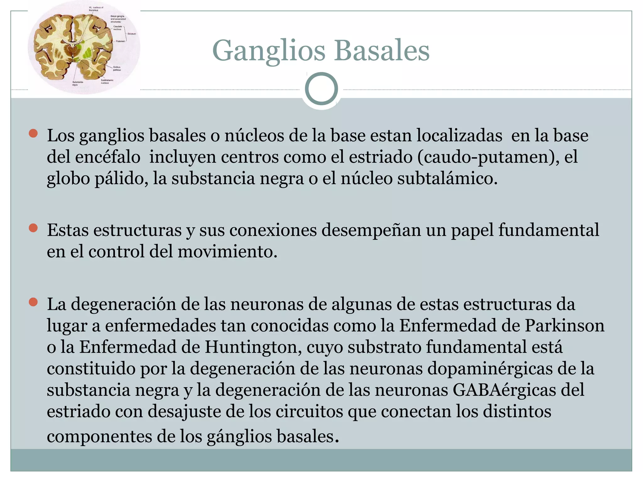 Ganglios Basales
 Los ganglios basales o núcleos de la base estan localizadas en la base
del encéfalo incluyen centros como el estriado (caudo-putamen), el
globo pálido, la substancia negra o el núcleo subtalámico.
 Estas estructuras y sus conexiones desempeñan un papel fundamental
en el control del movimiento.
 La degeneración de las neuronas de algunas de estas estructuras da
lugar a enfermedades tan conocidas como la Enfermedad de Parkinson
o la Enfermedad de Huntington, cuyo substrato fundamental está
constituido por la degeneración de las neuronas dopaminérgicas de la
substancia negra y la degeneración de las neuronas GABAérgicas del
estriado con desajuste de los circuitos que conectan los distintos
componentes de los gánglios basales.
 