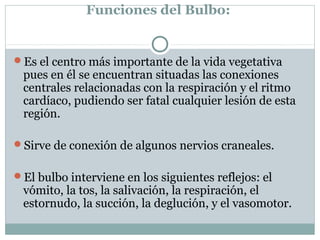 Funciones del Bulbo:
Es el centro más importante de la vida vegetativa
pues en él se encuentran situadas las conexiones
c...