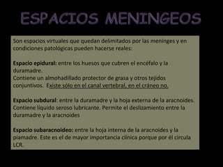 Son espacios virtuales que quedan delimitados por las meninges y en
condiciones patológicas pueden hacerse reales:
Espacio epidural: entre los huesos que cubren el encéfalo y la
duramadre.
Contiene un almohadillado protector de grasa y otros tejidos
conjuntivos. Existe sólo en el canal vertebral, en el cráneo no.
Espacio subdural: entre la duramadre y la hoja externa de la aracnoides.
Contiene líquido seroso lubricante. Permite el deslizamiento entre la
duramadre y la aracnoides
Espacio subaracnoideo: entre la hoja interna de la aracnoides y la
piamadre. Este es el de mayor importancia clínica porque por él circula
LCR.

 