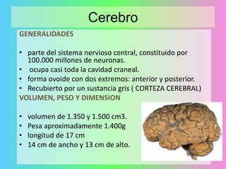 Cerebro
GENERALIDADES
• parte del sistema nervioso central, constituido por
100.000 millones de neuronas.
• ocupa casi toda la cavidad craneal.
• forma ovoide con dos extremos: anterior y posterior.
• Recubierto por un sustancia gris ( CORTEZA CEREBRAL)
VOLUMEN, PESO Y DIMENSION
•
•
•
•

volumen de 1.350 y 1.500 cm3.
Pesa aproximadamente 1.400g
longitud de 17 cm
14 cm de ancho y 13 cm de alto.

 