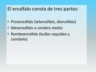 El encéfalo consta de tres partes:
• Prosencéfalo (telencéfalo, diencéfalo)
• Mesencéfalo o cerebro medio
• Romboencéfalo (bulbo raquídeo y
cerebelo)

 