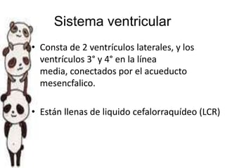Sistema ventricular
• Consta de 2 ventrículos laterales, y los
ventrículos 3° y 4° en la línea
media, conectados por el acueducto
mesencfalico.
• Están llenas de liquido cefalorraquídeo (LCR)

 