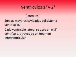 Ventrículos 1° y 2°
(laterales)
Son las mayores cavidades del sistema
ventricular.
Cada ventrículo lateral se abre en el 3°
ventrículo, atreves de un foramen
interventricular.

 