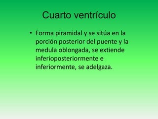 Cuarto ventrículo
• Forma piramidal y se sitúa en la
porción posterior del puente y la
medula oblongada, se extiende
inferioposteriormente e
inferiormente, se adelgaza.

 