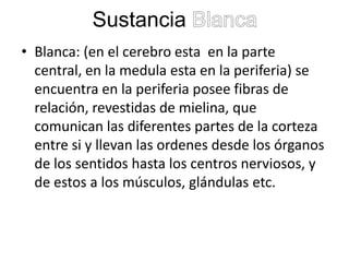Sustancia
• Blanca: (en el cerebro esta en la parte
central, en la medula esta en la periferia) se
encuentra en la periferia posee fibras de
relación, revestidas de mielina, que
comunican las diferentes partes de la corteza
entre si y llevan las ordenes desde los órganos
de los sentidos hasta los centros nerviosos, y
de estos a los músculos, glándulas etc.

 