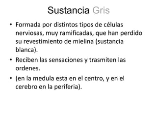 Sustancia Gris
• Formada por distintos tipos de células
nerviosas, muy ramificadas, que han perdido
su revestimiento de mielina (sustancia
blanca).
• Reciben las sensaciones y trasmiten las
ordenes.
• (en la medula esta en el centro, y en el
cerebro en la periferia).

 