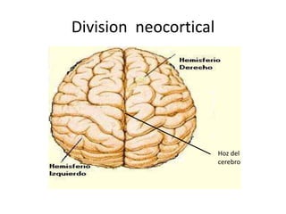 Division neocortical

Hoz del
cerebro

 