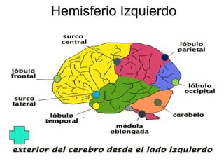 Hemisferio Izquierdo

 