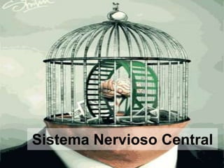 Sistema Nervioso Central

 