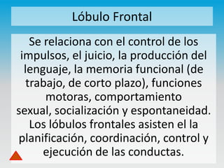 Lóbulo Frontal
Se relaciona con el control de los
impulsos, el juicio, la producción del
lenguaje, la memoria funcional (de
trabajo, de corto plazo), funciones
motoras, comportamiento
sexual, socialización y espontaneidad.
Los lóbulos frontales asisten el la
planificación, coordinación, control y
ejecución de las conductas.

 