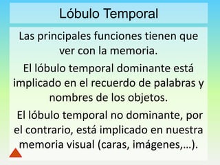 Lóbulo Temporal
Las principales funciones tienen que
ver con la memoria.
El lóbulo temporal dominante está
implicado en el recuerdo de palabras y
nombres de los objetos.
El lóbulo temporal no dominante, por
el contrario, está implicado en nuestra
memoria visual (caras, imágenes,…).

 