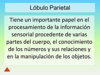 Lóbulo Parietal
Tiene un importante papel en el
procesamiento de la información
sensorial procedente de varias
partes del cuerpo, el conocimiento
de los números y sus relaciones y
en la manipulación de los objetos.

 