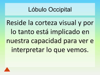 Lóbulo Occipital

Reside la corteza visual y por
lo tanto está implicado en
nuestra capacidad para ver e
interpretar lo que vemos.

 