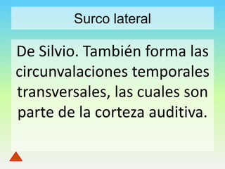 Surco lateral

De Silvio. También forma las
circunvalaciones temporales
transversales, las cuales son
parte de la corteza auditiva.

 