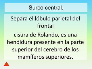 Surco central.

Separa el lóbulo parietal del
frontal
cisura de Rolando, es una
hendidura presente en la parte
superior del cerebro de los
mamíferos superiores.

 