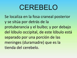 CEREBELO
Se localiza en la fosa craneal posterior
y se sitúa por detrás de la
protuberancia y el bulbo; y por debajo
del lóbulo occipital, de este lóbulo está
separado por una porción de las
meninges (duramadre) que es la
tienda del cerebelo.

 
