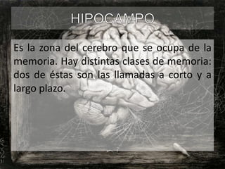 Es la zona del cerebro que se ocupa de la
memoria. Hay distintas clases de memoria:
dos de éstas son las llamadas a corto y a
largo plazo.

 