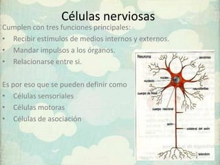 Células nerviosas
Cumplen con tres funciones principales:
• Recibir estímulos de medios internos y externos.
• Mandar impulsos a los órganos.
• Relacionarse entre si.
Es por eso que se pueden definir como
• Células sensoriales
• Células motoras
• Células de asociación

 