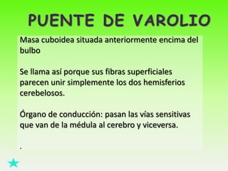 Masa cuboidea situada anteriormente encima del
bulbo
Se llama así porque sus fibras superficiales
parecen unir simplemente los dos hemisferios
cerebelosos.

Órgano de conducción: pasan las vías sensitivas
que van de la médula al cerebro y viceversa.
.

 