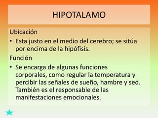 HIPOTALAMO
Ubicación
• Esta justo en el medio del cerebro; se sitúa
por encima de la hipófisis.
Función
• Se encarga de algunas funciones
corporales, como regular la temperatura y
percibir las señales de sueño, hambre y sed.
También es el responsable de las
manifestaciones emocionales.

 