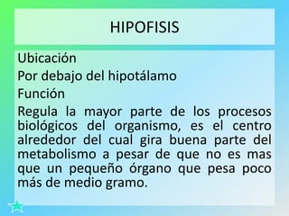 HIPOFISIS
Ubicación
Por debajo del hipotálamo
Función
Regula la mayor parte de los procesos
biológicos del organismo, es el centro
alrededor del cual gira buena parte del
metabolismo a pesar de que no es mas
que un pequeño órgano que pesa poco
más de medio gramo.

 