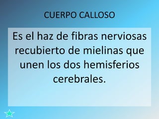 CUERPO CALLOSO

Es el haz de fibras nerviosas
recubierto de mielinas que
unen los dos hemisferios
cerebrales.

 