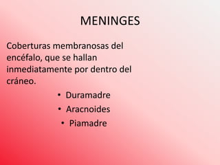 MENINGES
Coberturas membranosas del
encéfalo, que se hallan
inmediatamente por dentro del
cráneo.
• Duramadre
• Aracnoides
• Piamadre

 